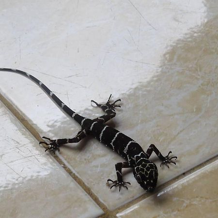 ホテルBatu Kapal Jungle Houses ブラスタギ エクステリア 写真