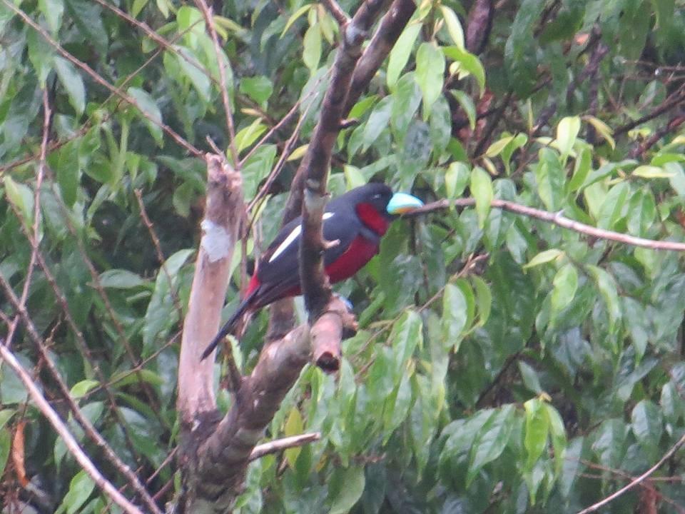 ホテルBatu Kapal Jungle Houses ブラスタギ エクステリア 写真