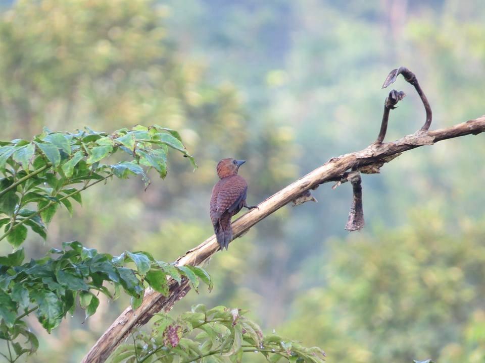 ホテルBatu Kapal Jungle Houses ブラスタギ エクステリア 写真