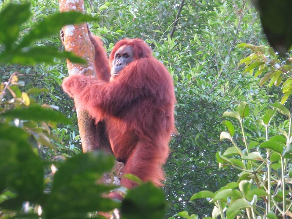 ホテルBatu Kapal Jungle Houses ブラスタギ エクステリア 写真