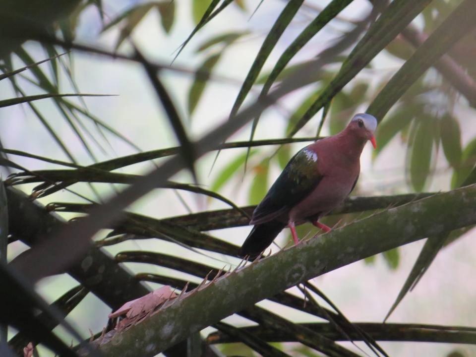 ホテルBatu Kapal Jungle Houses ブラスタギ エクステリア 写真