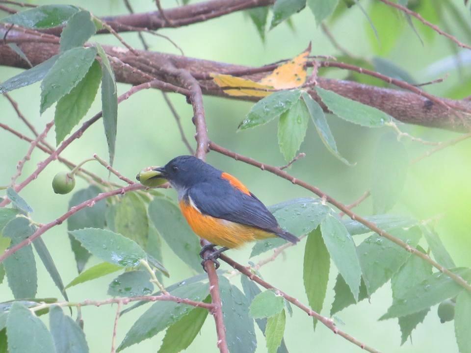 ホテルBatu Kapal Jungle Houses ブラスタギ エクステリア 写真