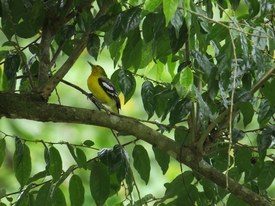 ホテルBatu Kapal Jungle Houses ブラスタギ エクステリア 写真