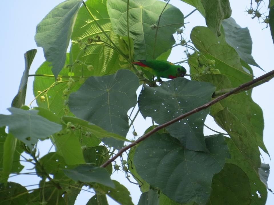 ホテルBatu Kapal Jungle Houses ブラスタギ エクステリア 写真