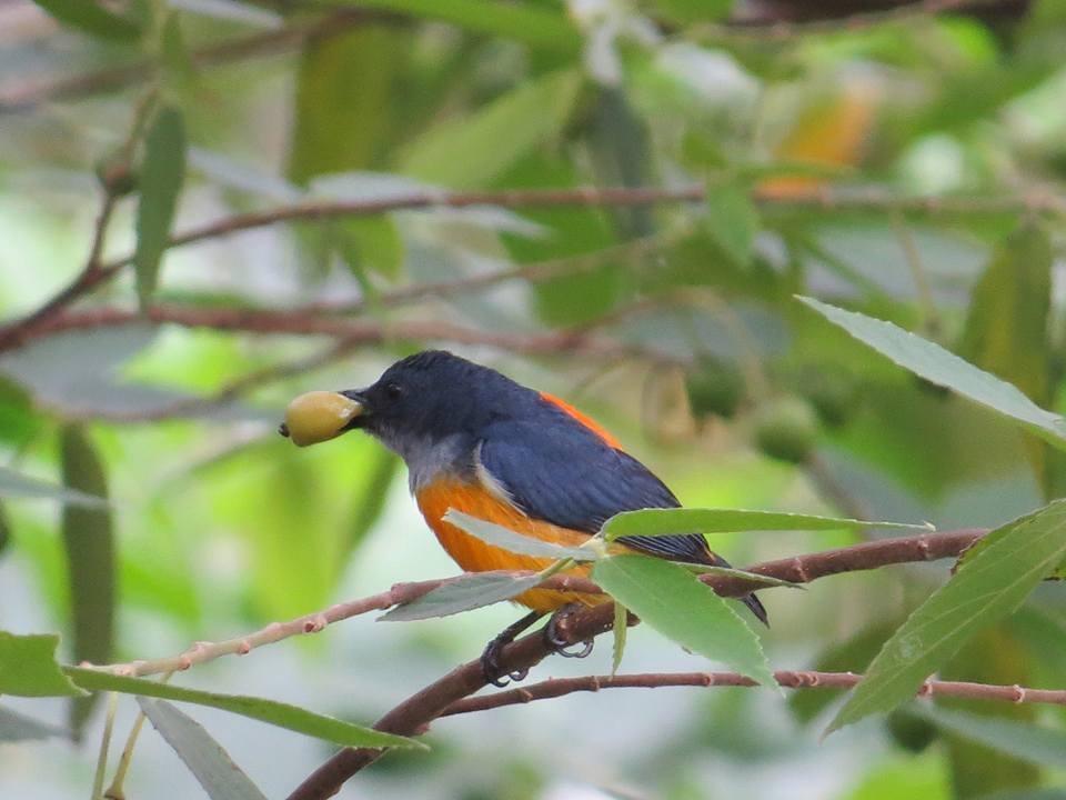 ホテルBatu Kapal Jungle Houses ブラスタギ エクステリア 写真