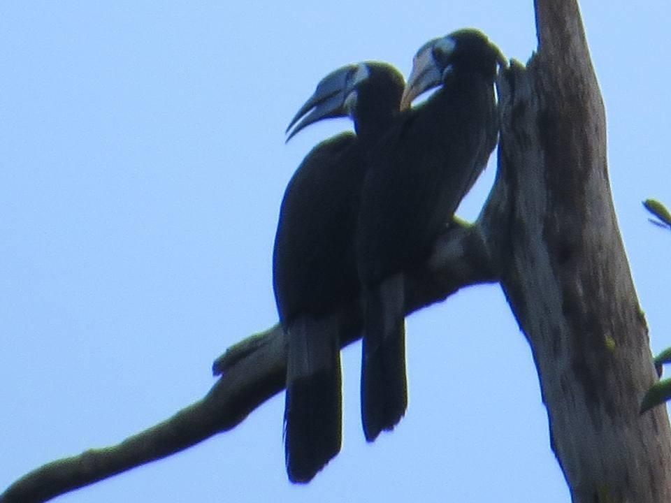ホテルBatu Kapal Jungle Houses ブラスタギ エクステリア 写真